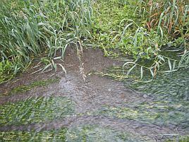 雨で流れが速すぎて姪2号がなんとかオショロコマを1匹