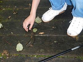 雨で流れが速すぎて姪2号がなんとかオショロコマを1匹