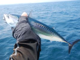 型狙い作戦がハマり尺足らず3匹釣るも45匹までと振るわず