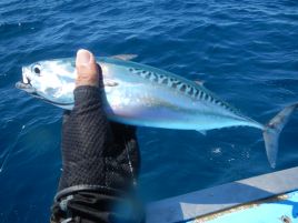 平成最後のイサキ釣りは最後の最後だけちょい盛り上がり