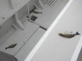 魚種豊富で魚影の濃い宇佐美でカイワリ込みウィリー十目