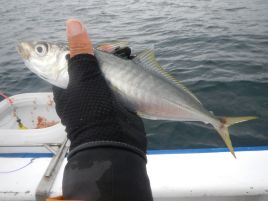 魚種豊富で魚影の濃い宇佐美でカイワリ込みウィリー十目