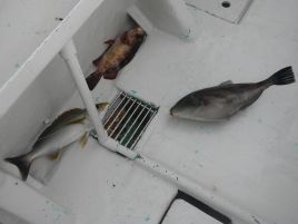 魚種豊富で魚影の濃い宇佐美でカイワリ込みウィリー十目