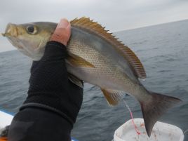 魚種豊富で魚影の濃い宇佐美でカイワリ込みウィリー十目