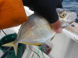 魚種豊富で魚影の濃い宇佐美でカイワリ込みウィリー十目