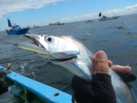 富津沖浅場でタチウオ気配ありみたいだから今週末行くか!!