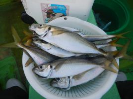 へた釣り亭は1品300円均一安居酒屋。刺し盛りはアジのみ