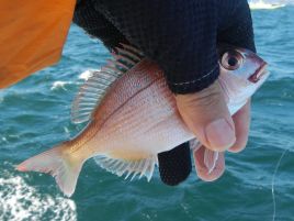 尺確実な手応え!!　釣れたのはお邪魔虫三連星でチーン♪