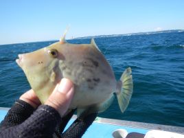 尺確実な手応え!!　釣れたのはお邪魔虫三連星でチーン♪