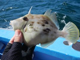 尺確実な手応え!!　釣れたのはお邪魔虫三連星でチーン♪