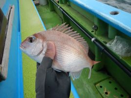 血塗られた久里浜沖でマ・イシ・クロとそろえダイ三元達成♪