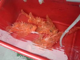 人生6、7、8匹目のオニカサゴ。最大37cmでおみくじは小吉