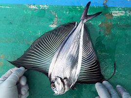 土曜日は凪そう!!　3週間ぶりの釣りは深場伝説始めるよ！