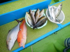 三途の川みたいな海でイシダイ撃沈。アミ五目でカンパチ!!