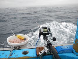 三途の川みたいな海でイシダイ撃沈。アミ五目でカンパチ!!