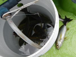 三途の川みたいな海でイシダイ撃沈。アミ五目でカンパチ!!