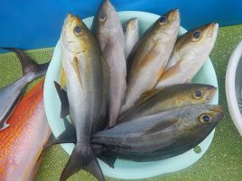 三途の川みたいな海でイシダイ撃沈。アミ五目でカンパチ!!