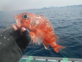 肩コリ完治!! すげぇな、東京湾。もしかしてサバのおかげ？