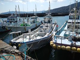 釣行前日もカイワリ好調。「へたさん来たら釣れない」悪夢!?