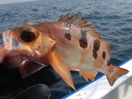 夢ではなかった…「カイワリ船中0じゃなきゃ」が瓦解した日よ