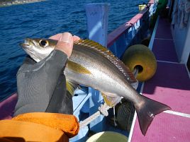 妄想は妄想のまま。シマアジは釣れずメジナとイサキのみ