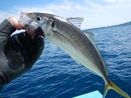 アラフォー食べ頃アマダイに癒されGWのGは撃沈じゃない