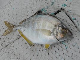 令和の初釣りは雨の中シャクリ続けてカイワリ7匹でドヤッ!!