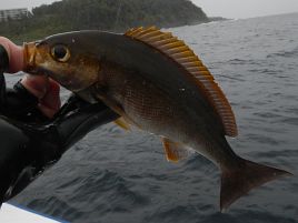 令和の初釣りは雨の中シャクリ続けてカイワリ7匹でドヤッ!!