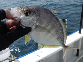 コマセ振る意味ないレベルの速潮にカイワリ1匹だけと撃沈