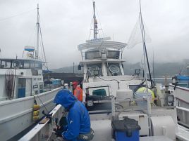 梅雨時は農作物の育ちが悪いほど魚は元気になるのかも