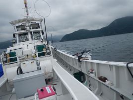 宇佐美の魚やる気なし。カイワリ、チダイ、ホウボウ1匹ずつ