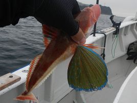 宇佐美の魚やる気なし。カイワリ、チダイ、ホウボウ1匹ずつ