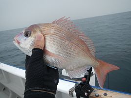 宇佐美の魚やる気なし。カイワリ、チダイ、ホウボウ1匹ずつ