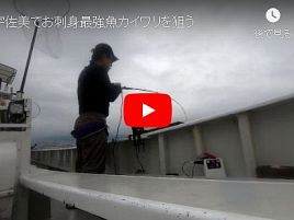 【動画】宇佐美・治久丸でお刺身最強魚のカイワリを狙う