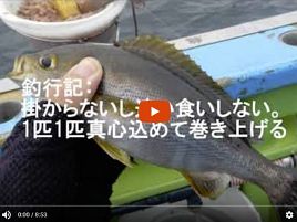 【動画】令和初台風翌日に剣崎沖でイサキ100匹釣れるかな