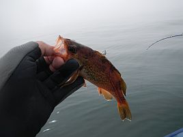 北海道の師匠杯で子供はアオゾイゲット。へたはお世話係