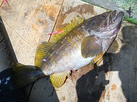 釧路・繁栄丸アオゾイ耐久。7匹だけど今年も釣れたよ