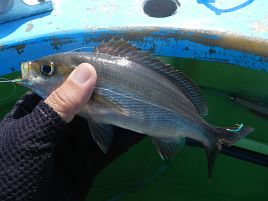 一之瀬丸一の凄腕カツオ一本釣り師になってげんなりする