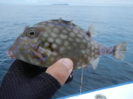 伊豆はカワハギ天国のはずだったのに後半失速でもツ抜け