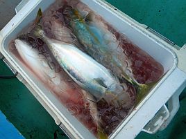 ドラグ滑って面白すぎ!! イナダ（ハマチ）10匹で大大大満足