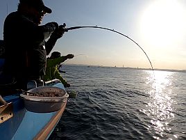 タチウオ→アミ五目の豪華刺し盛りチャレンジが今週末から