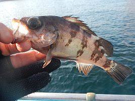 ドラグ滑って面白すぎ!! イナダ（ハマチ）10匹で大大大満足