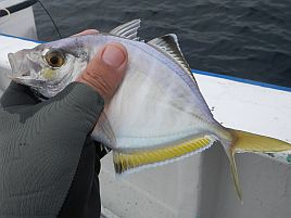 カイワリツ抜けは楽勝と油断したら後半デカアジに翻弄され