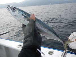 カイワリツ抜けは楽勝と油断したら後半デカアジに翻弄され