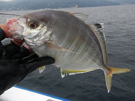 カイワリツ抜けは楽勝と油断したら後半デカアジに翻弄され