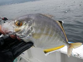 カイワリツ抜けは楽勝と油断したら後半デカアジに翻弄され