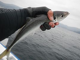 カイワリツ抜けは楽勝と油断したら後半デカアジに翻弄され