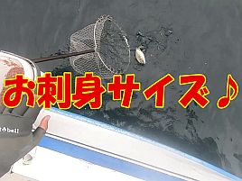 【動画】お刺身カイワリに喜々とすると巨大アジがやってきた