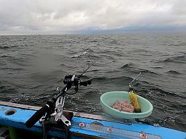 序盤にクロダイ×2、そのうちマダイも釣れると思ったのに…