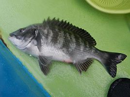 序盤にクロダイ×2、そのうちマダイも釣れると思ったのに…